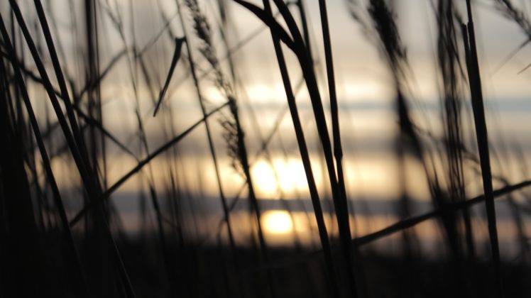 wheat, Grass, Sun, Gradient, Silhouette, Warm colors, Colorful, Sunset HD Wallpaper Desktop Background