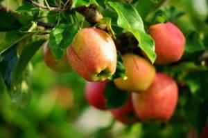 apples, Plants, Macro