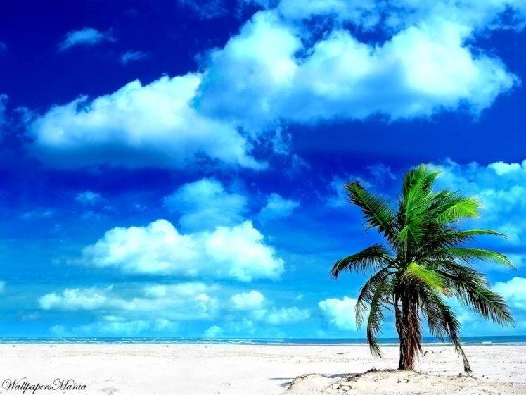 beach, Palm trees HD Wallpaper Desktop Background