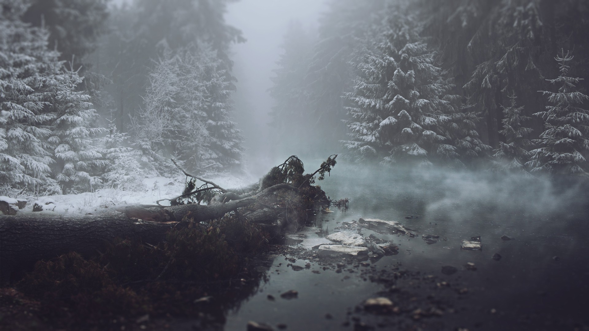 winter, Mist, Trees Wallpaper