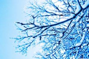 photography, Blue, Trees, Winter, Ice, Branch