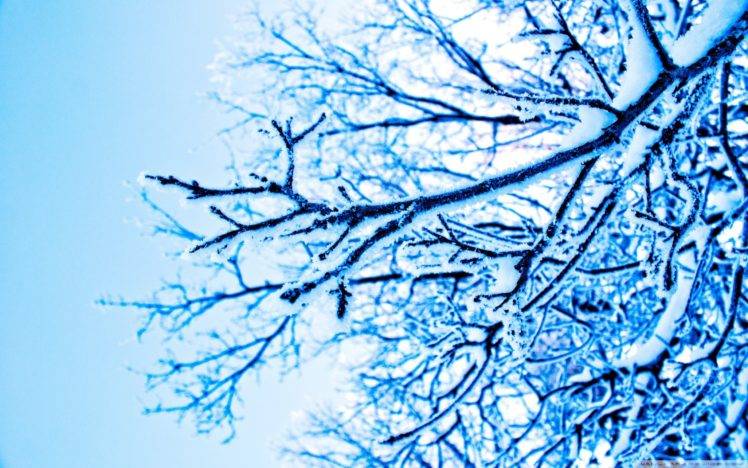 photography, Blue, Trees, Winter, Ice, Branch HD Wallpaper Desktop Background