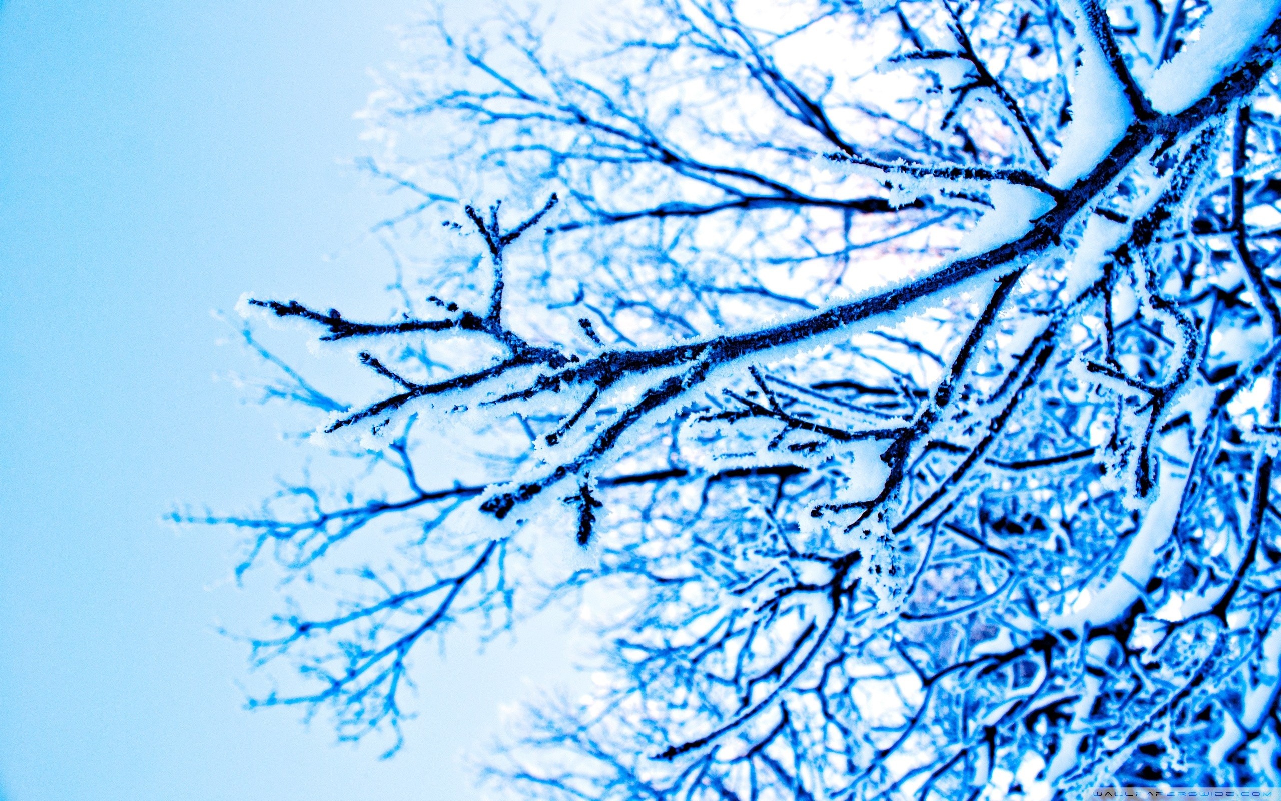 photography, Blue, Trees, Winter, Ice, Branch Wallpaper