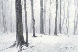 photography, Trees, Winter, Snow