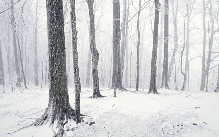 photography, Trees, Winter, Snow HD Wallpaper Desktop Background