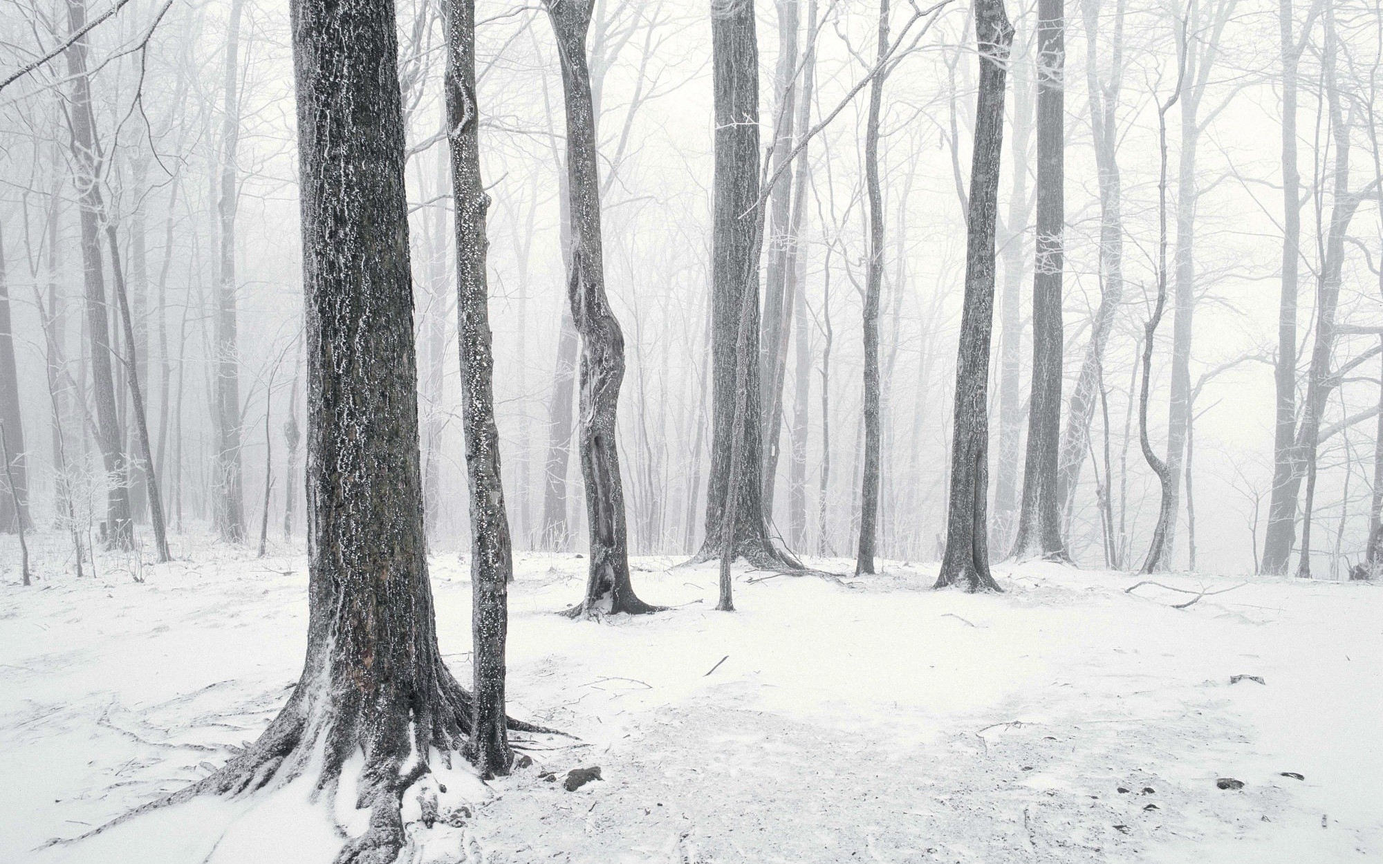 зима лес высота winter forest height без смс