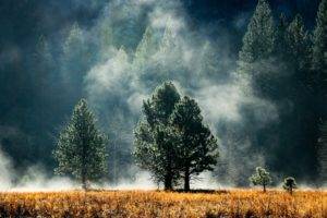 trees, Grass, Smoke, Mist