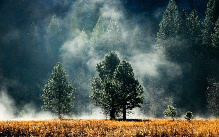 trees, Grass, Smoke, Mist HD Wallpaper Desktop Background