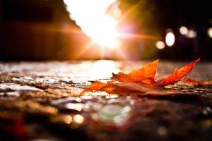 leaves, Photography, Macro, Fall, Sunset