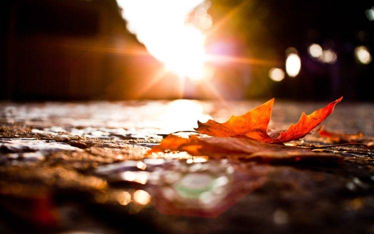 leaves, Photography, Macro, Fall, Sunset HD Wallpaper Desktop Background