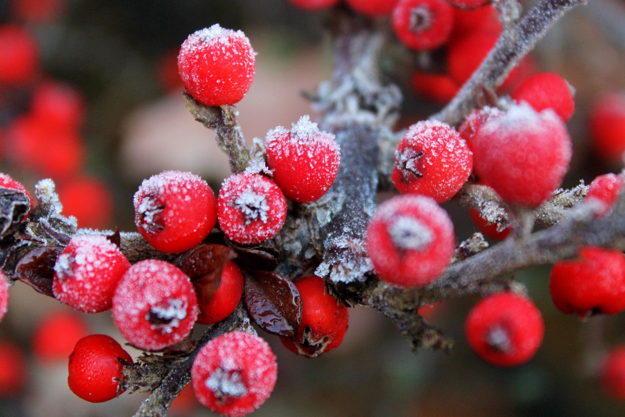 Зима ветка красные ягоды бесплатно