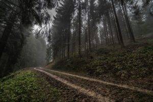 road, Trees, Mist, Forest