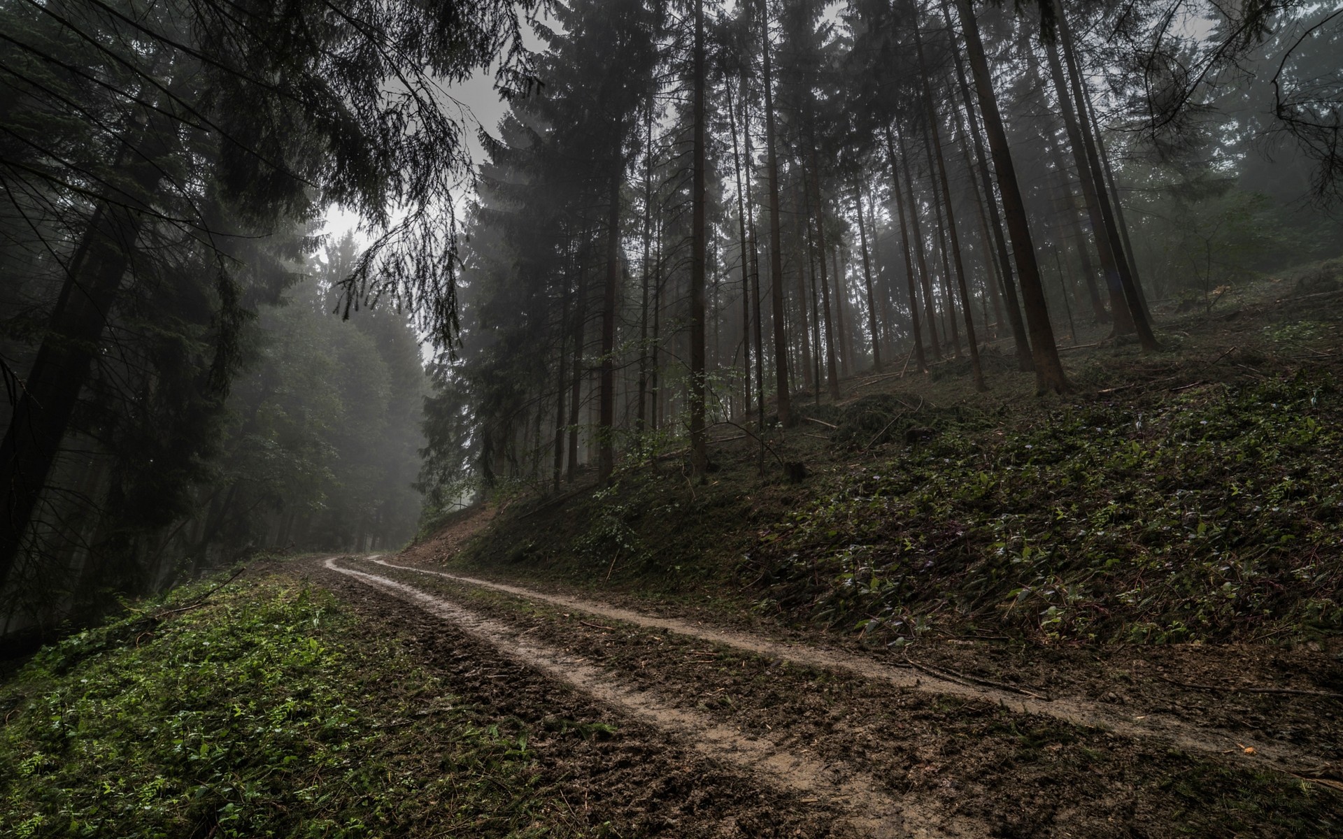 road, Trees, Mist, Forest Wallpaper