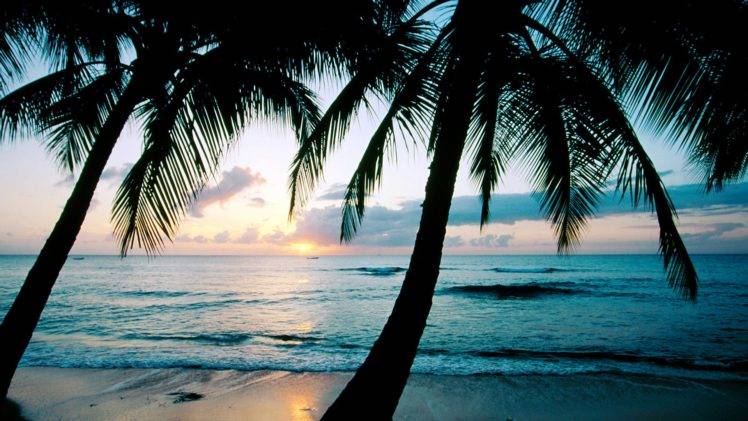 photography, Palm trees, Beach, Sea, Water, Tropical HD Wallpaper Desktop Background