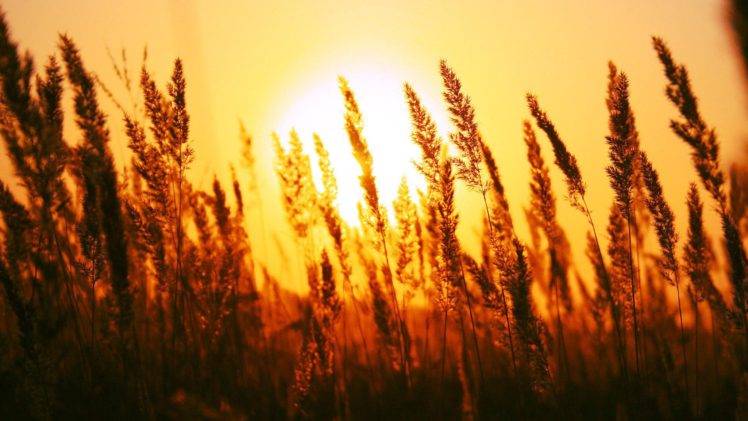 photography, Sunset, Field, Plants, Depth of field HD Wallpaper Desktop Background