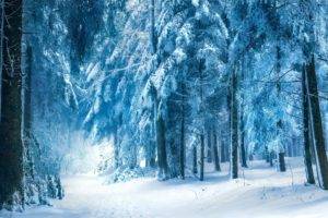 photography, Trees, Winter, Forest, Snow, Nature