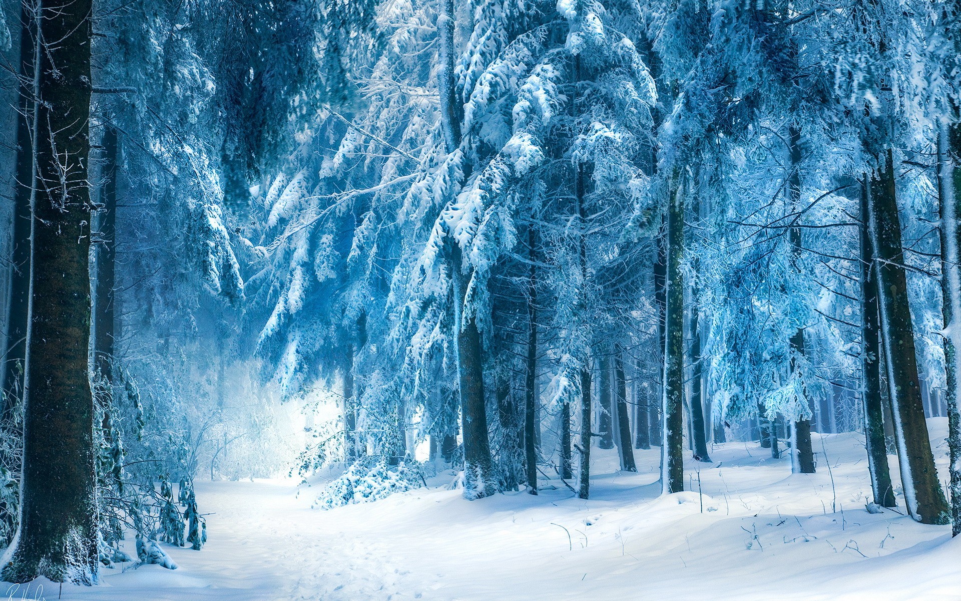 photography, Trees, Winter, Forest, Snow, Nature Wallpaper