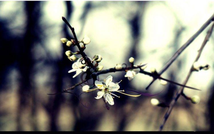 nature, Flowers, Trees HD Wallpaper Desktop Background