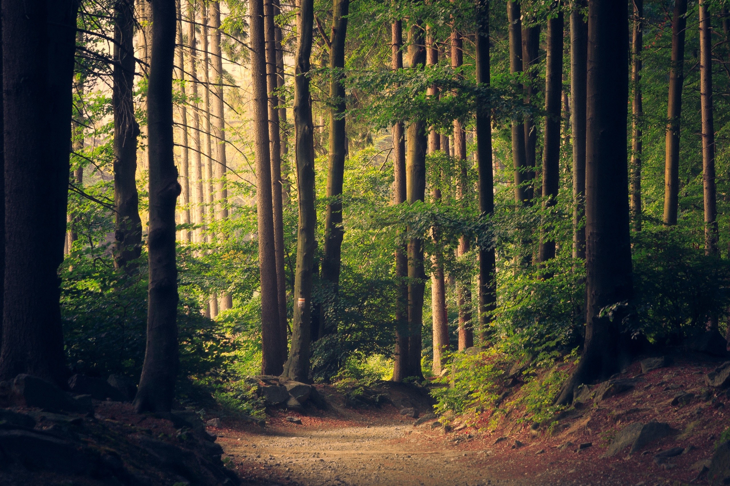 trees, Forest, Path Wallpaper