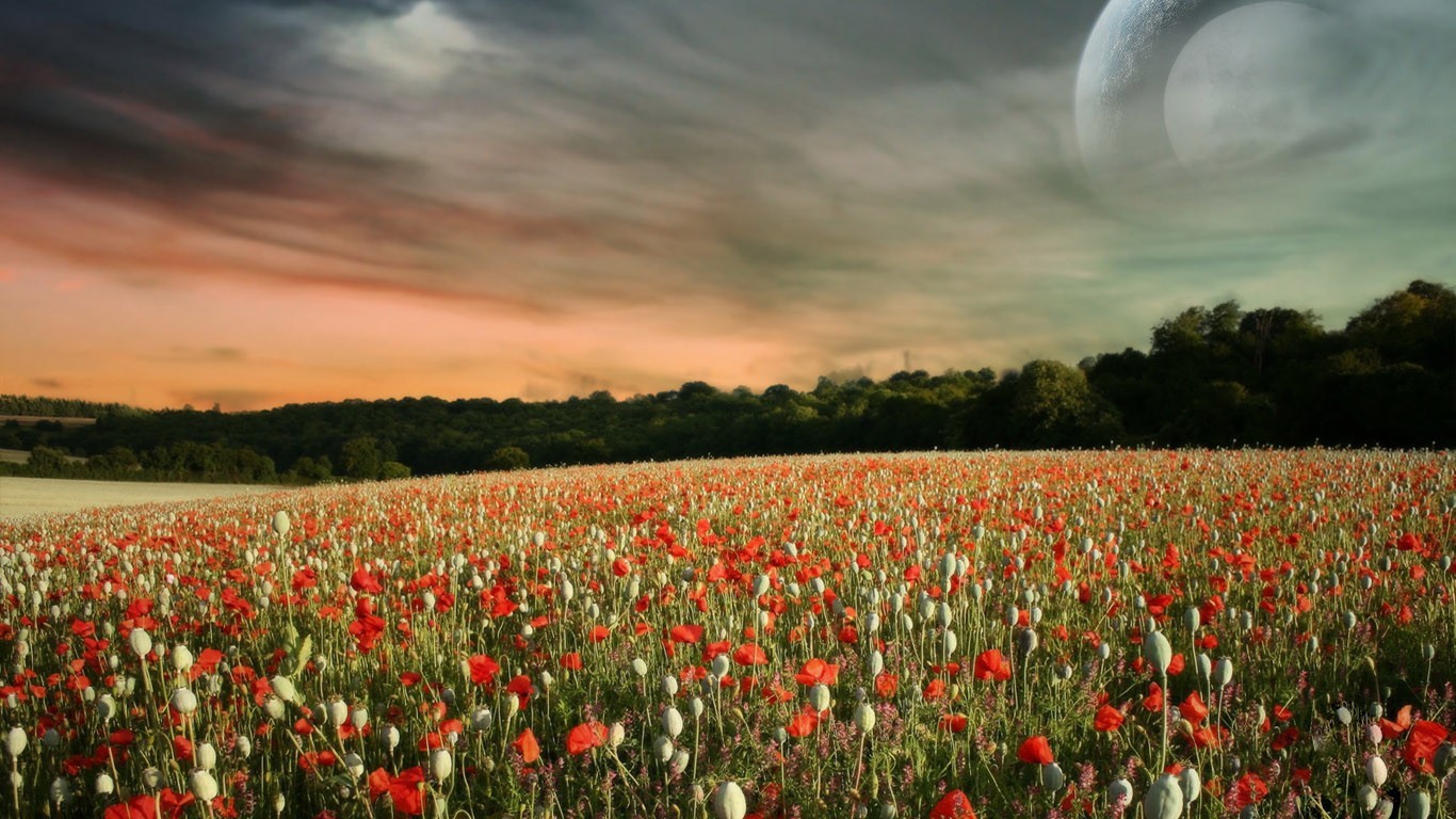 nature Wallpaper