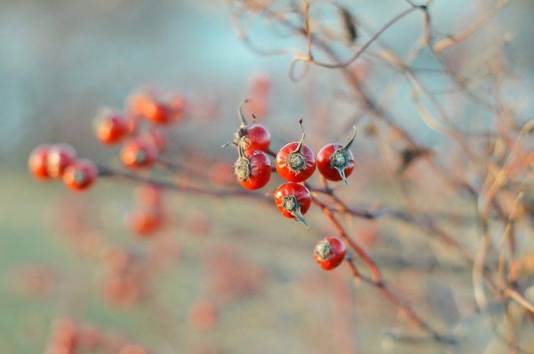 macro, Berries, Plants HD Wallpaper Desktop Background