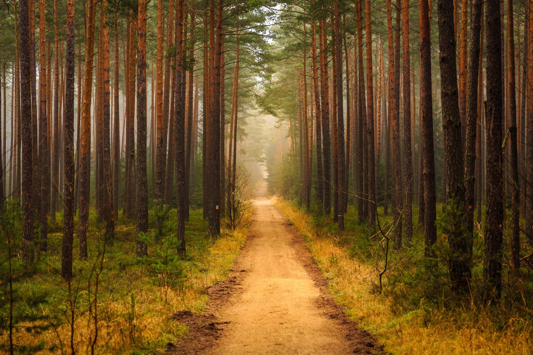 forest, Path, Trees Wallpaper