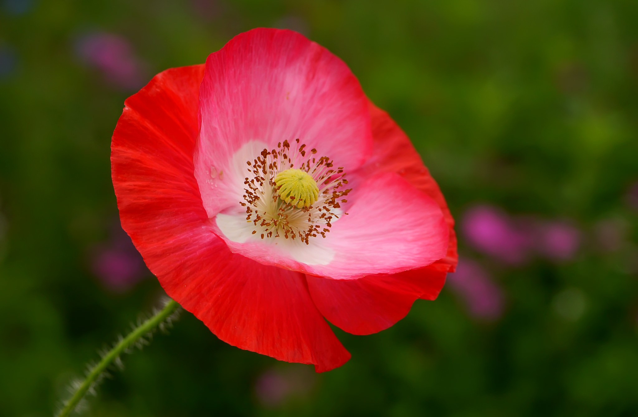 macro, Flowers Wallpaper