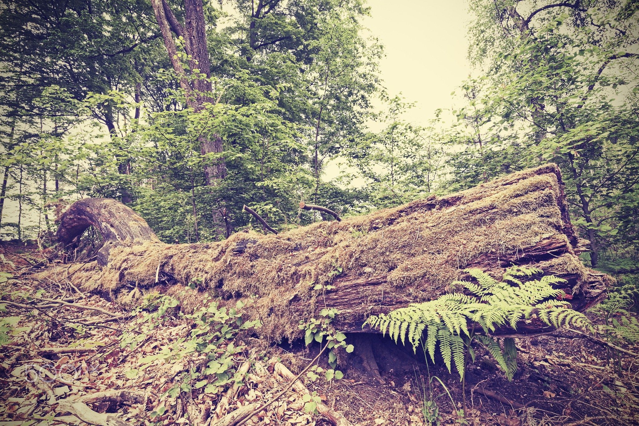 plants, Forest Wallpaper