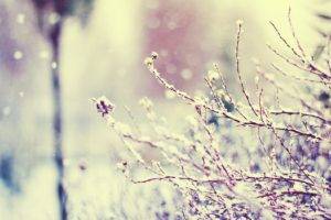 photography, Winter, Plants, Branch, Macro
