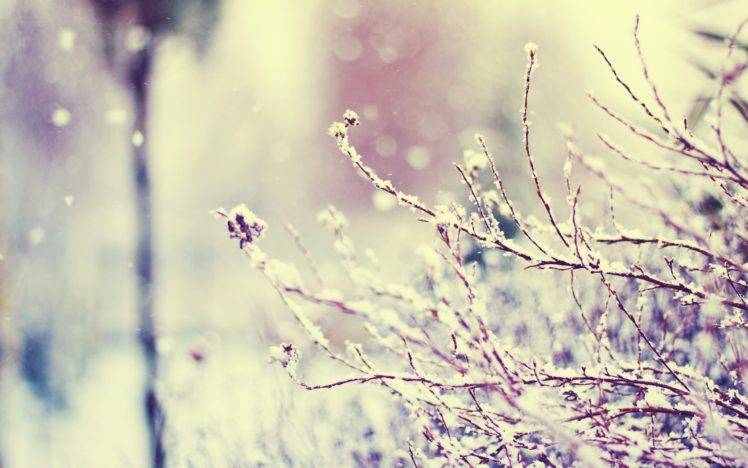 photography, Winter, Plants, Branch, Macro HD Wallpaper Desktop Background