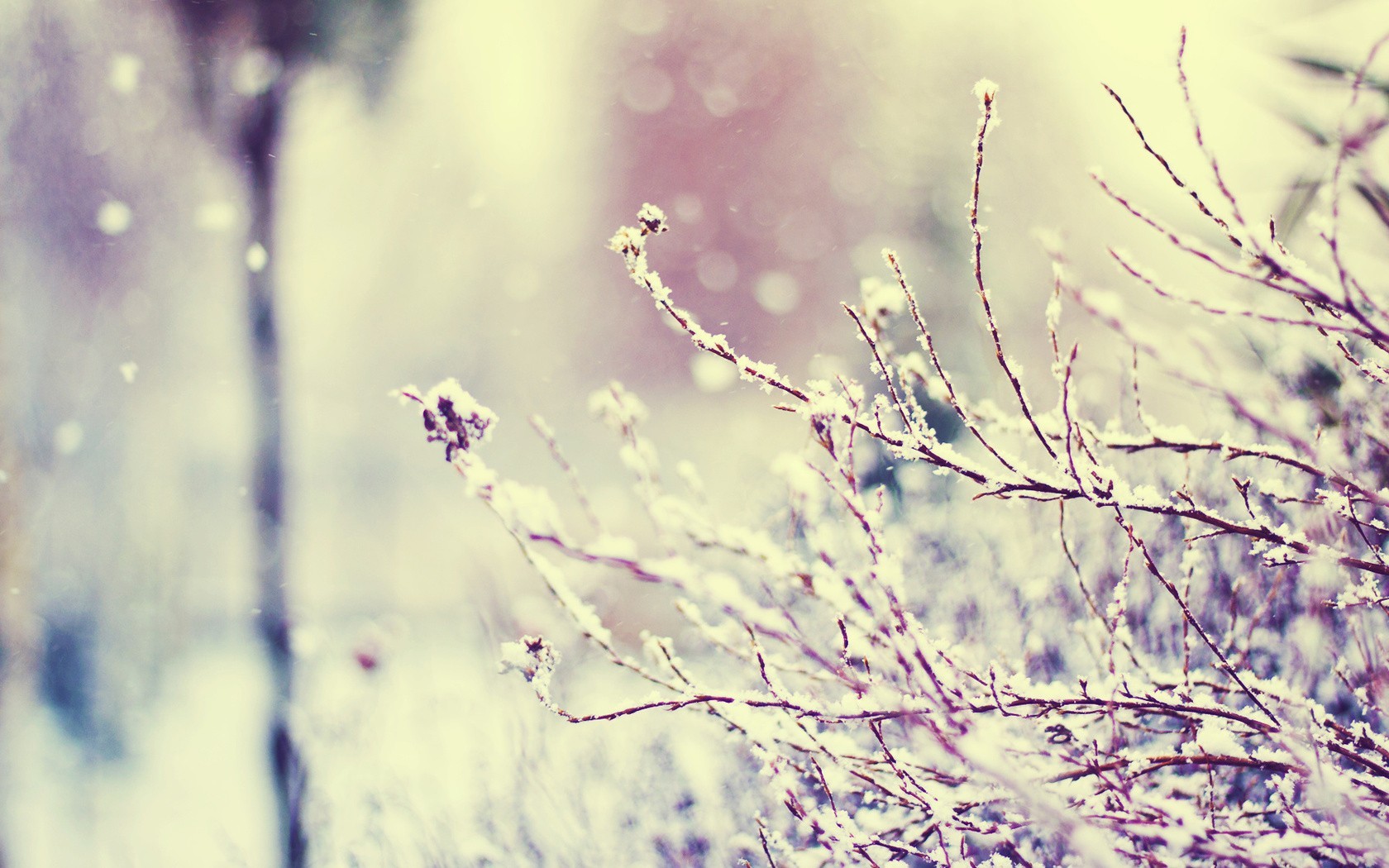 photography, Winter, Plants, Branch, Macro Wallpaper