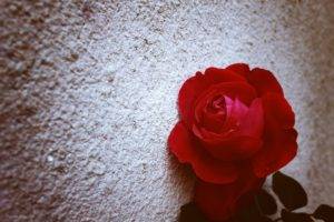rose, Red, The wall, Nature