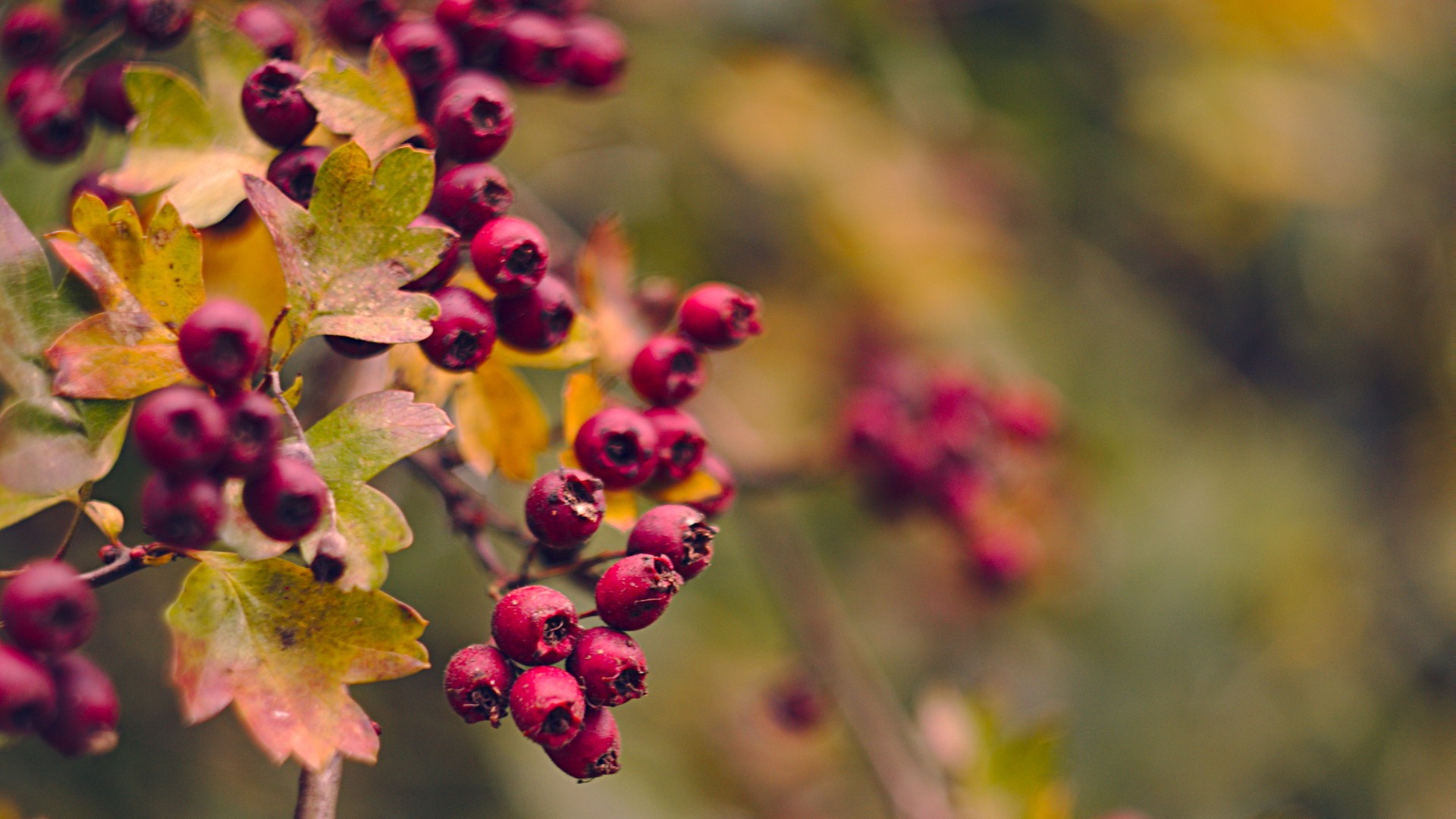 berries, Plants, Macro Wallpaper