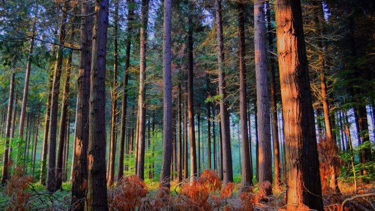 forest, Trees, Ferns HD Wallpaper Desktop Background