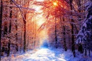 trees, Forest, Snow, Winter, Sun, Nature