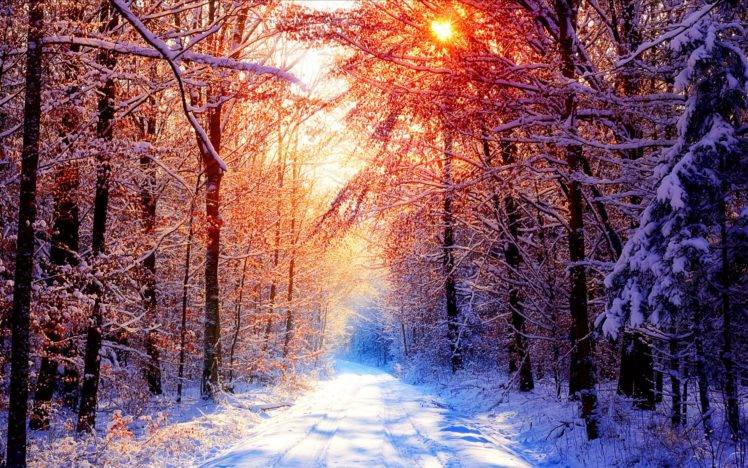 trees, Forest, Snow, Winter, Sun, Nature HD Wallpaper Desktop Background