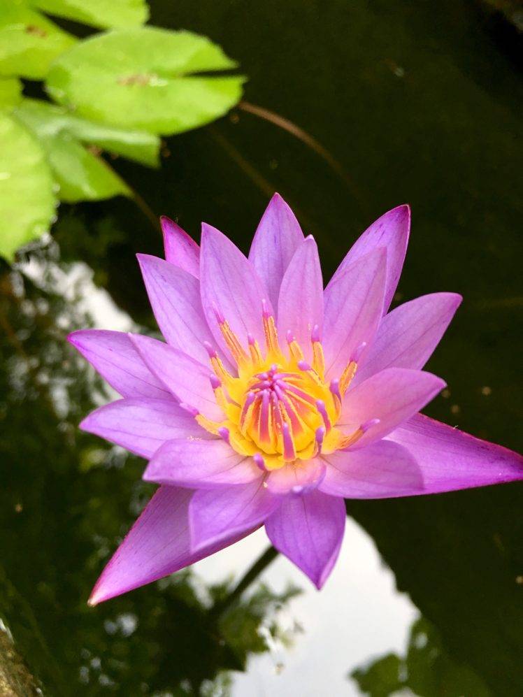 water lilies, Flowers, Sri Lanka, Pond HD Wallpaper Desktop Background