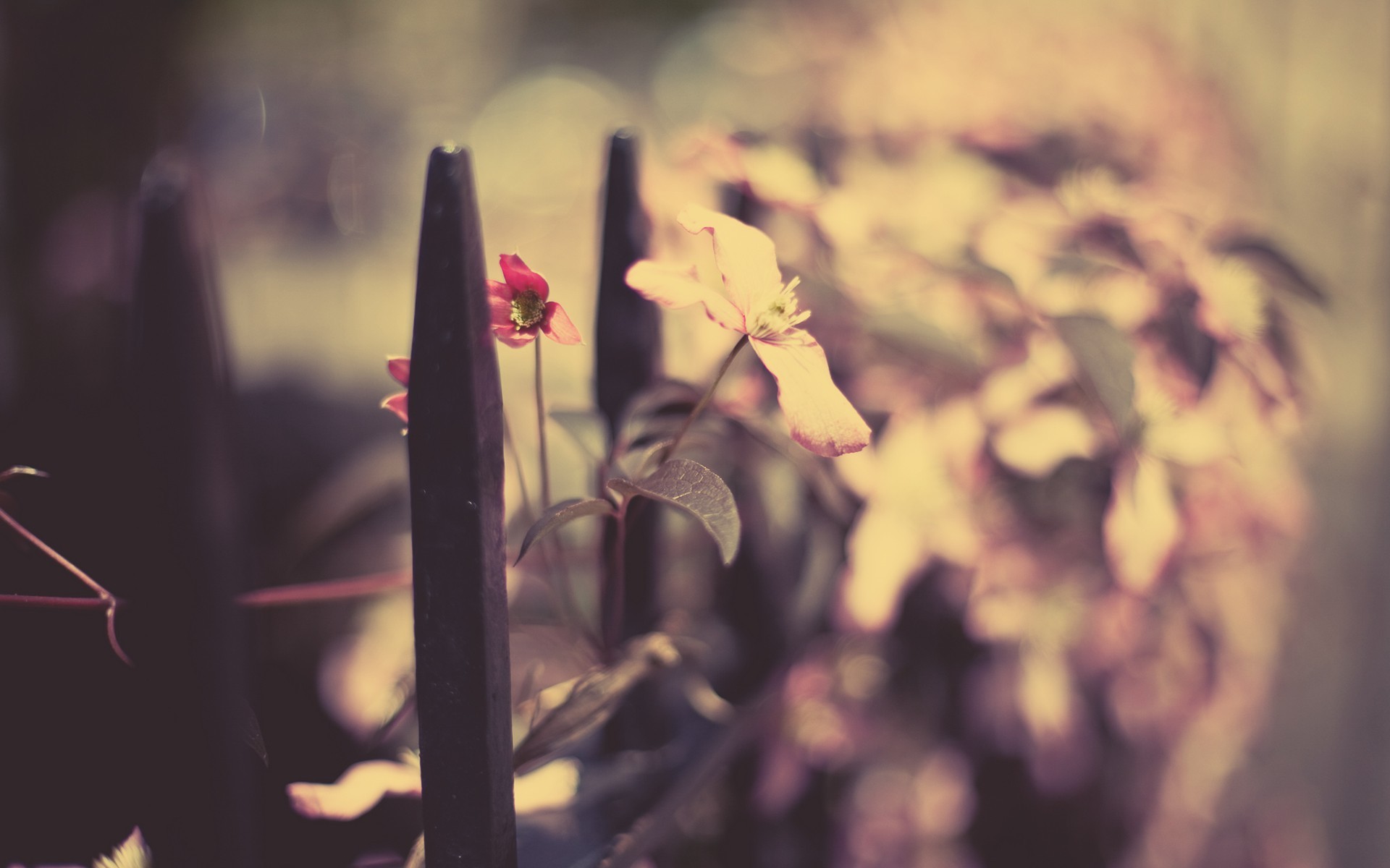 photography, Plants, Depth of field, Fence, Leaves Wallpaper