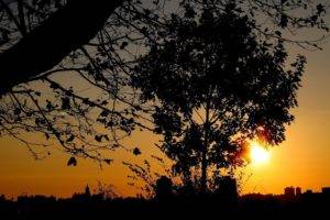 photography, Sunset, Trees, Plants, Branch, Leaves, Urban, Cityscape