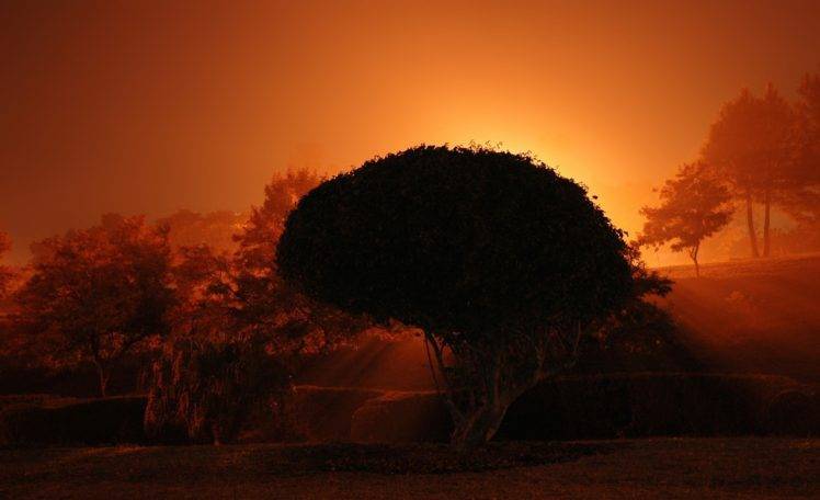 photography, Sunset, Orange, Trees, Plants, Nature HD Wallpaper Desktop Background