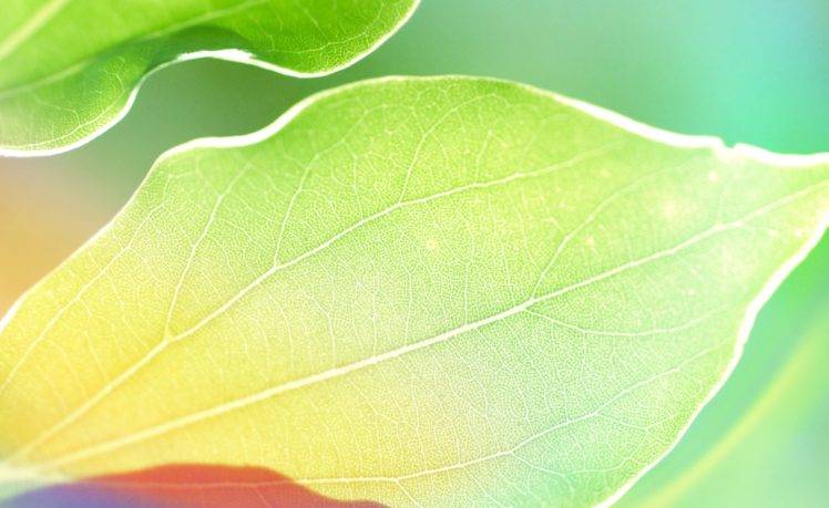 photography, Plants, Green, Leaves, Macro HD Wallpaper Desktop Background