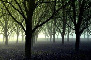 photography, Trees, Forest, Mist