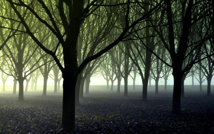 photography, Trees, Forest, Mist HD Wallpaper Desktop Background