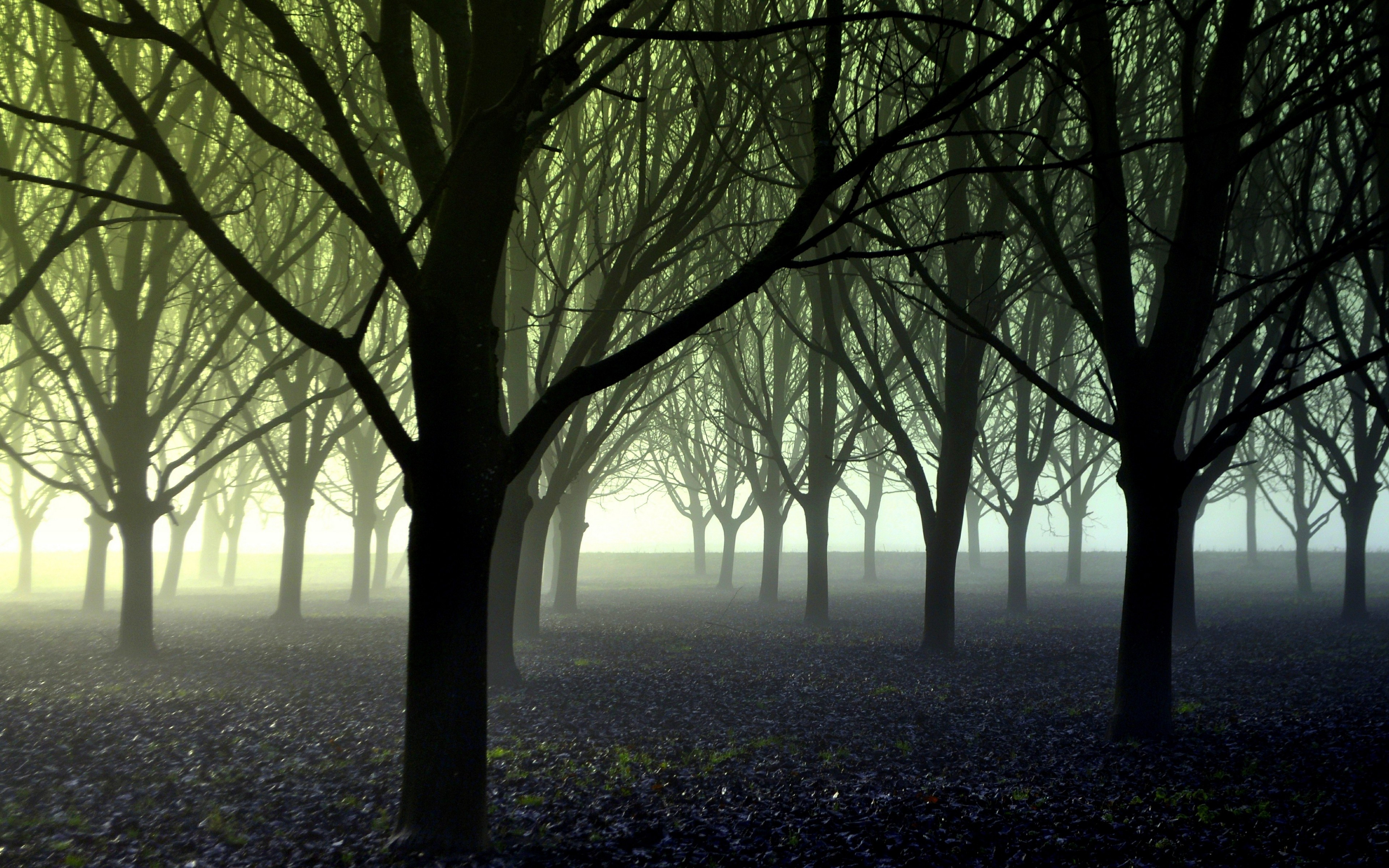 photography, Trees, Forest, Mist Wallpaper