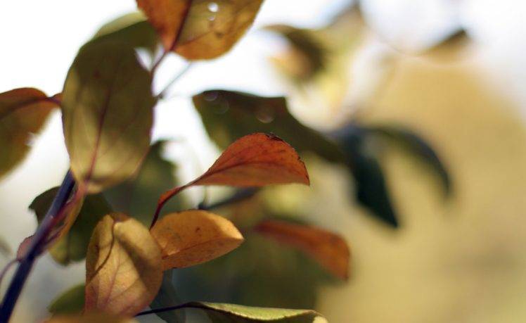 photography, Leaves, Macro, Plants, Nature HD Wallpaper Desktop Background
