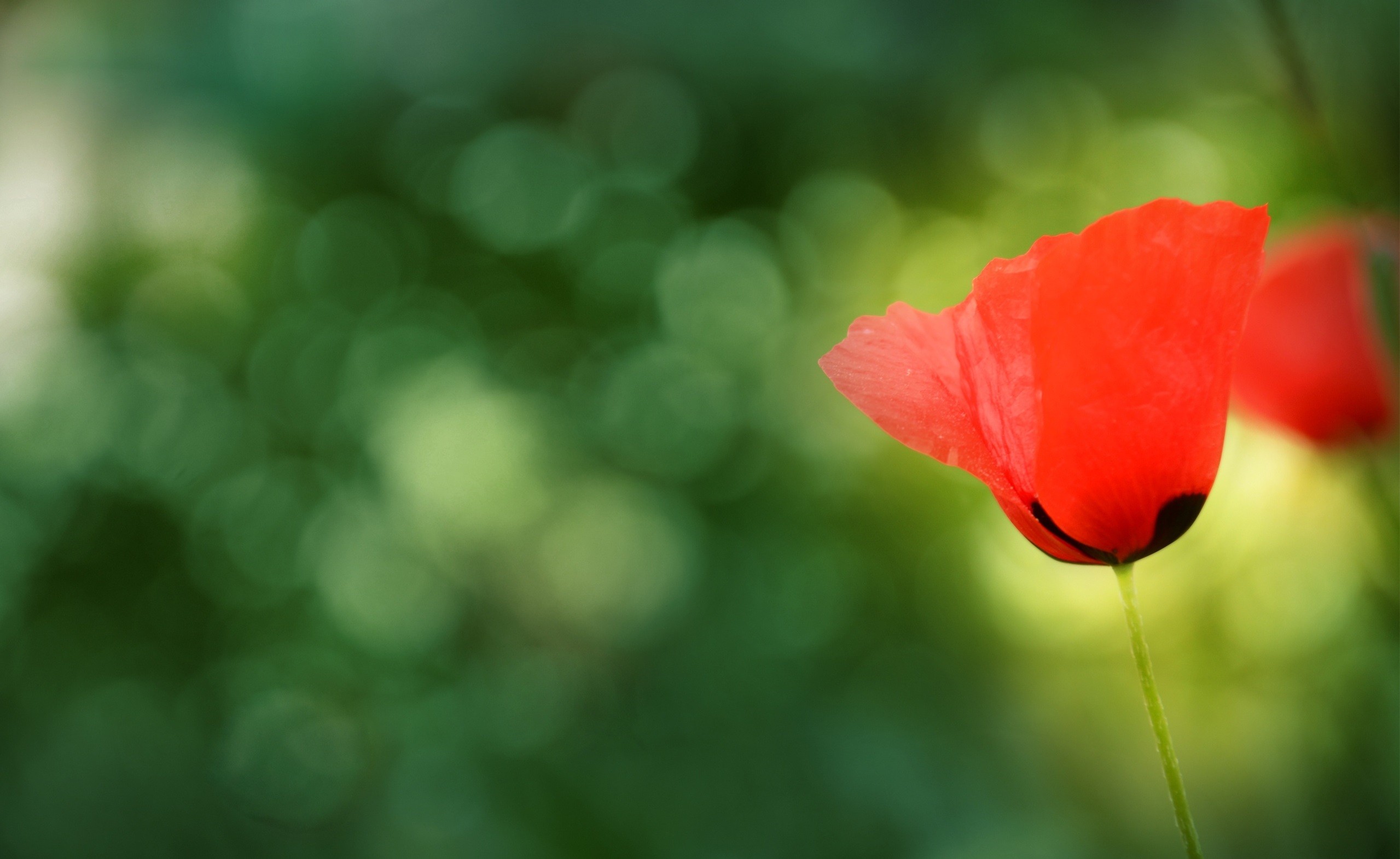 photography, Poppies, Flowers, Macro, Plants, Nature Wallpaper