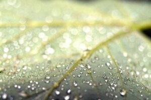 photography, Macro, Plants, Leaves, Water drops