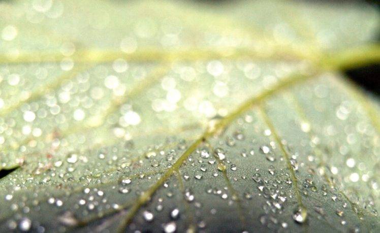 photography, Macro, Plants, Leaves, Water drops HD Wallpaper Desktop Background