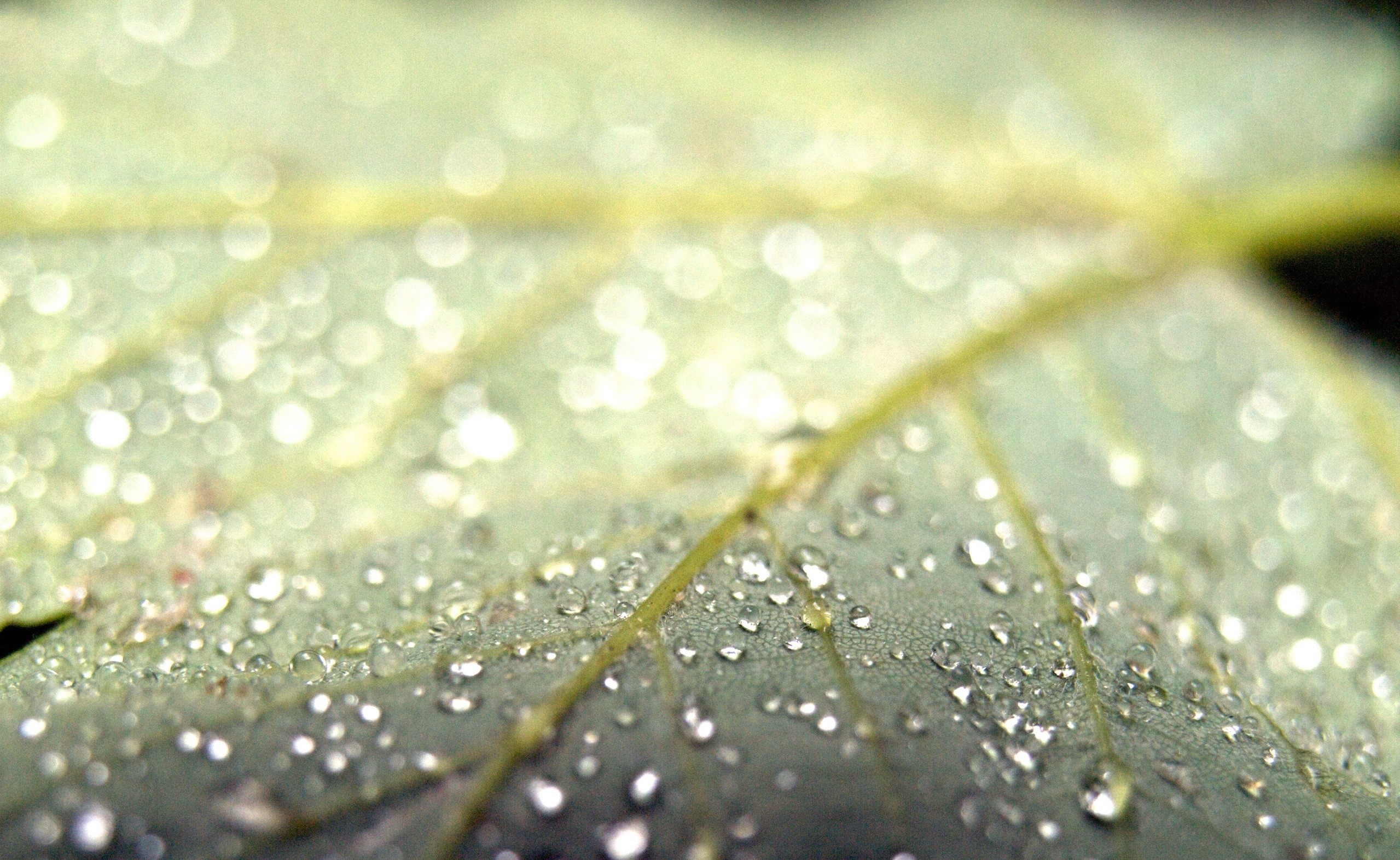 photography, Macro, Plants, Leaves, Water drops Wallpaper