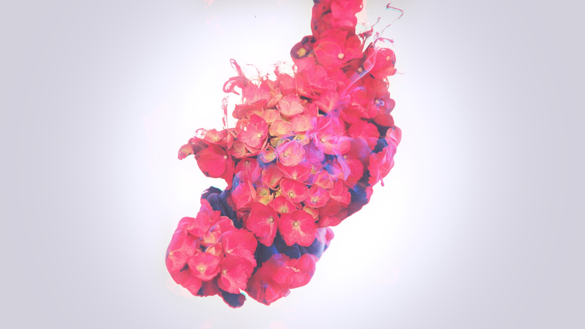flowers, Pink, Ink Wallpaper